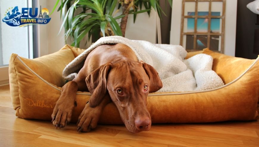 Finding a Place to Sleep dog