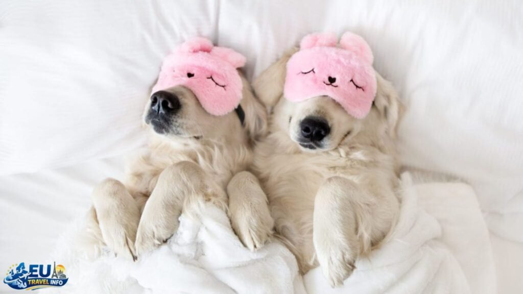 Finding a Place to Stay: Dog Friendly Accommodation Cyprus