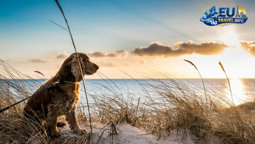 Finding a Place to Stay dog (1)