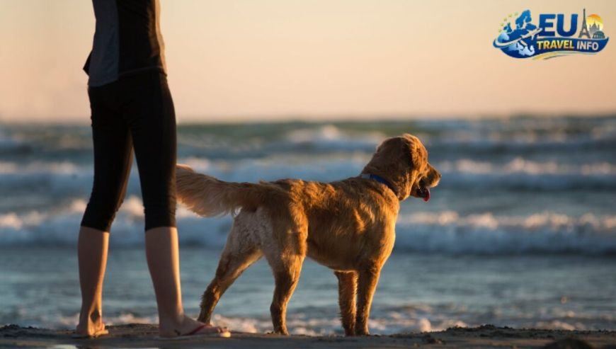 Finding a Place to Stay dog (2)