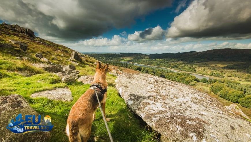 Finding a Place to Stay dog (5)