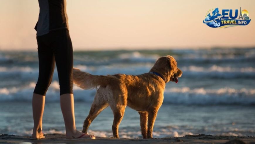 Finding a Place to Stay dog (6)