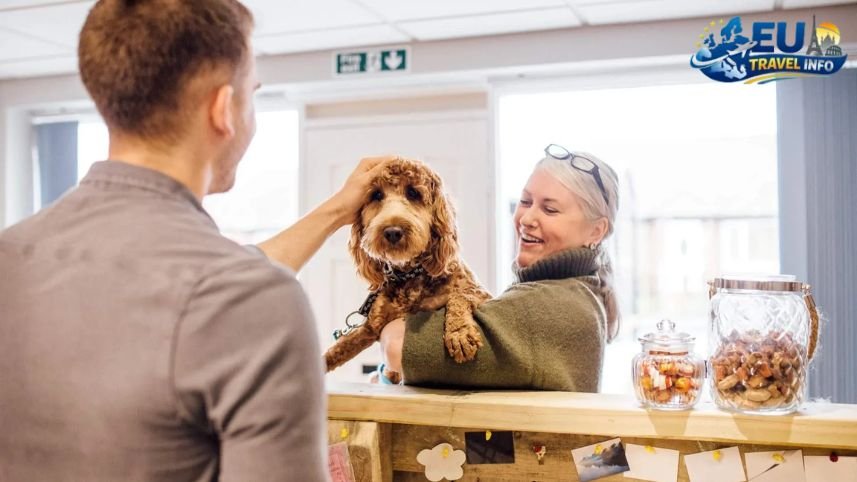 Finding a Place to Stay dog