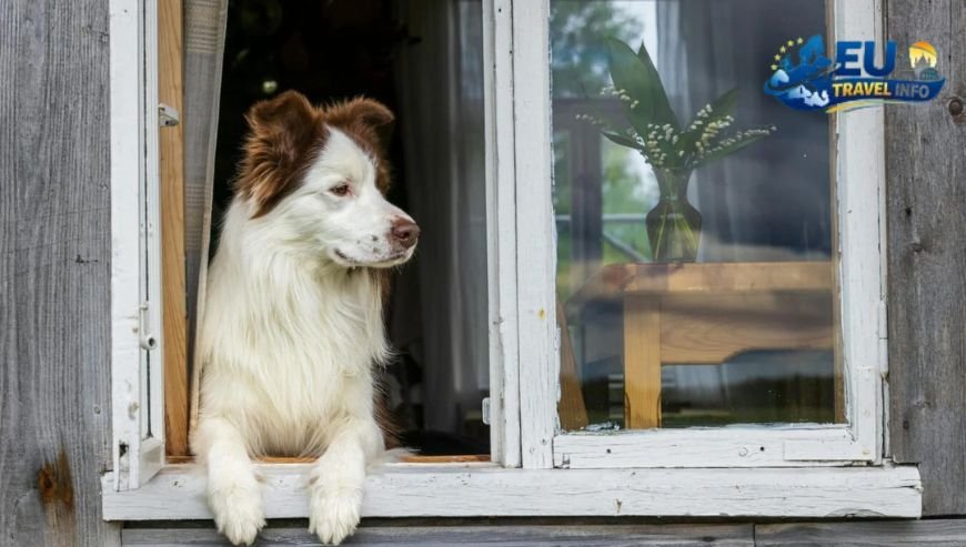 Finding a place to stay dog