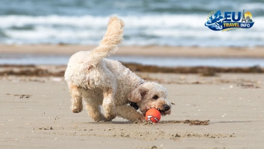 Finding the Best Dog Friendly Beaches Naples (Italy)