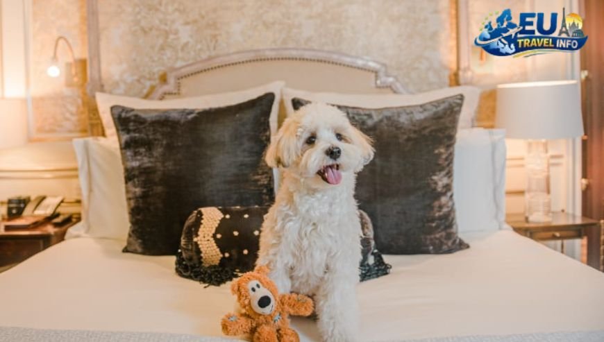 Finding the Best Dog Friendly Hotels