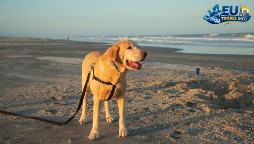 Finding the Best Jekyll Island Dog Friendly Places to Stay