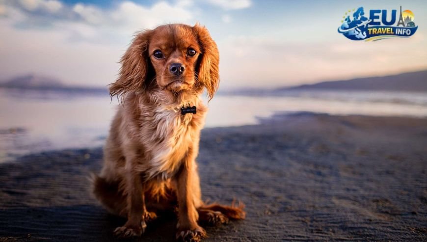 Finding the Best Pet Friendly Vacation Rentals St Simons Island GA