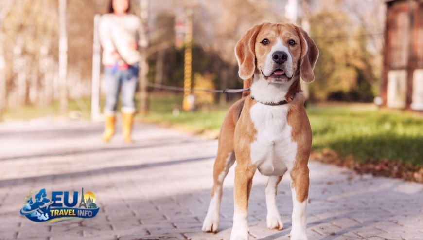 Finding the Best Spots dog