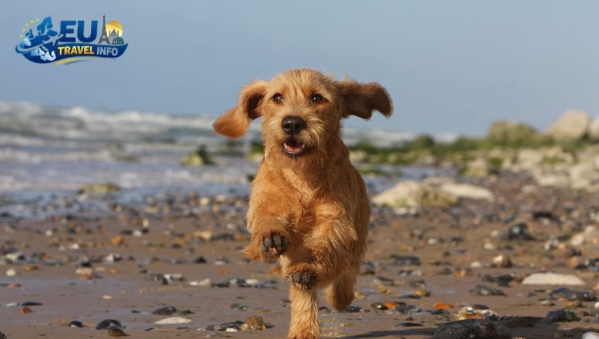 Finding the Perfect Dog Friendly Stay in France