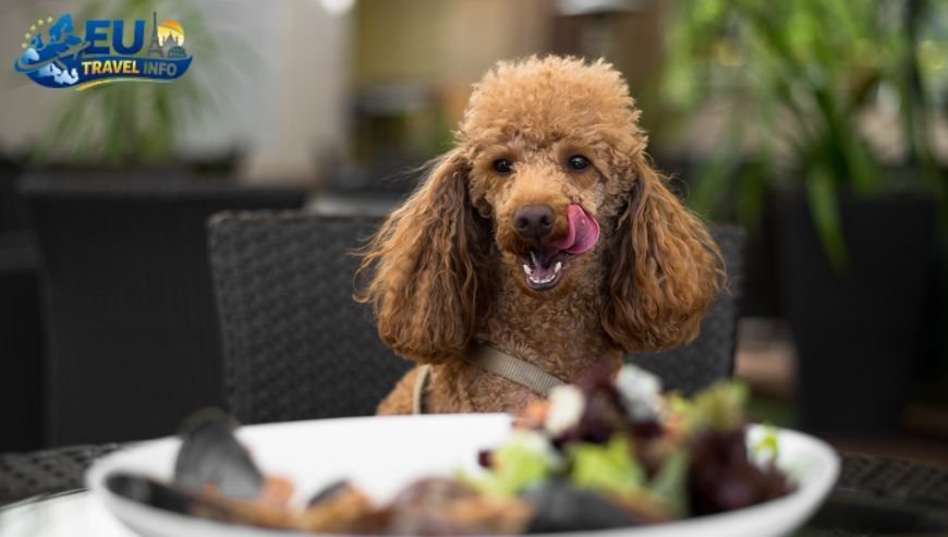 Fine Dining and Gourmet Delights dog