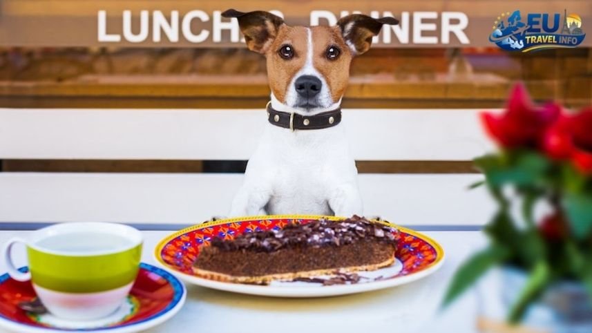 Fine Dining with Your Pup dog