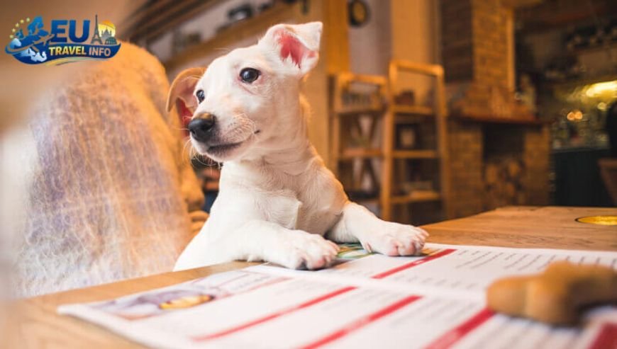 First Of All The Paperwork and Planning dog