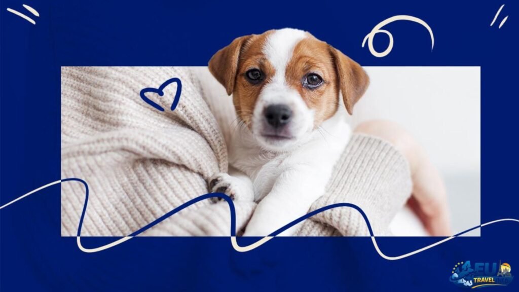 First Steps The Paperwork and Rules