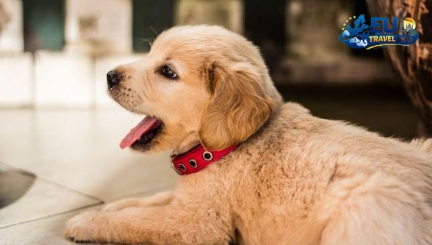 First Things First The Planning Stage dog