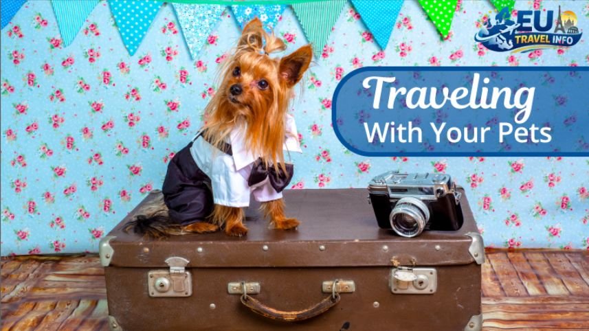 First of All Getting Your Pet Ready for the Trip