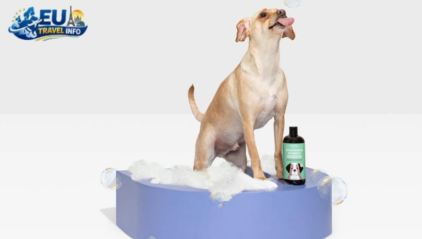 First of All The Nitty-Gritty Requirements dog