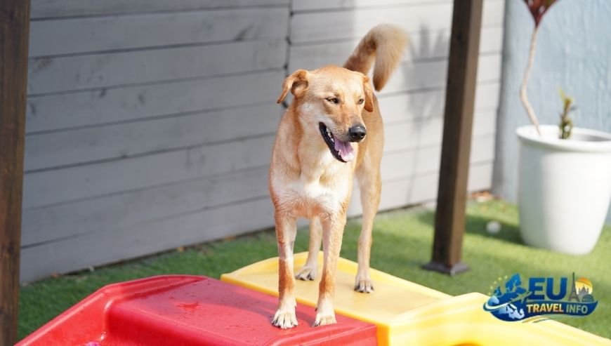 First of all The Entry Requirements dog