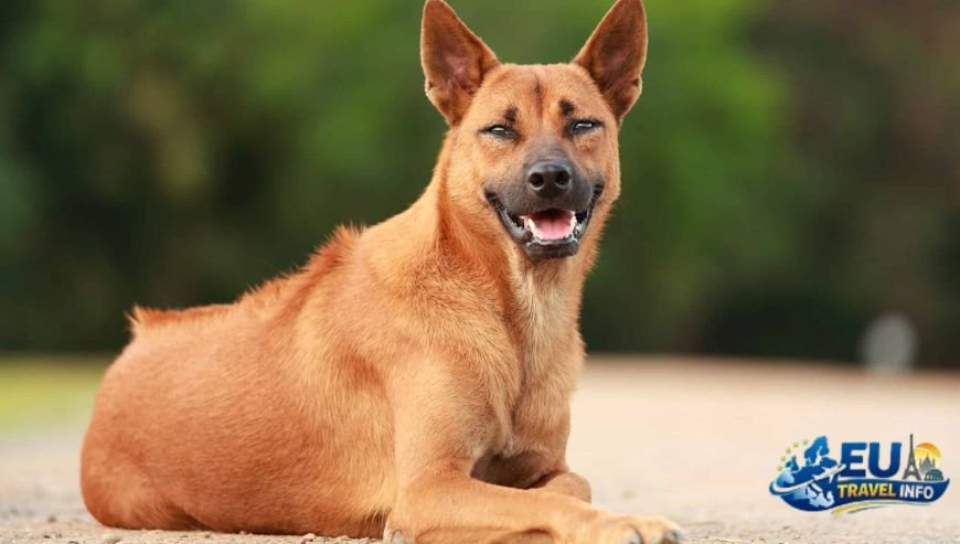 First of all The Two Sides of the Island dog