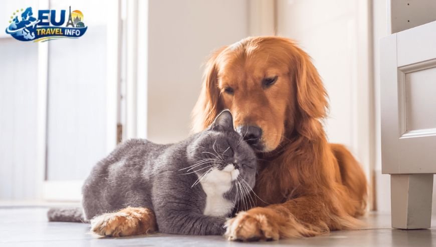 First of all, you must handle the paperwork dog
