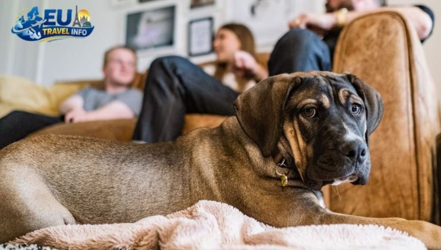 First of all, you must prepare for the journey. dog