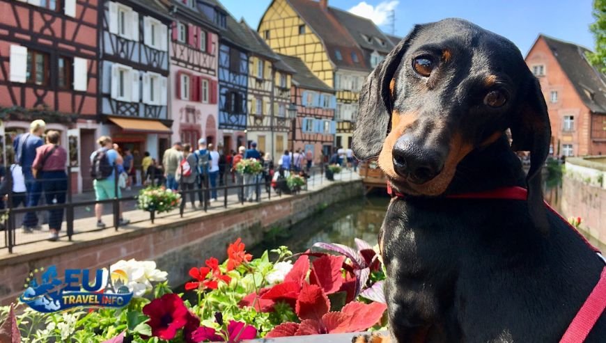 First things first Getting to France with your pet