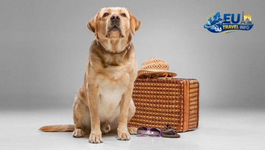 First things first Getting your dog to Italy