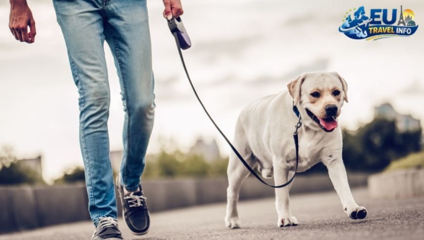 First things first The Rules of the Road dog (2)