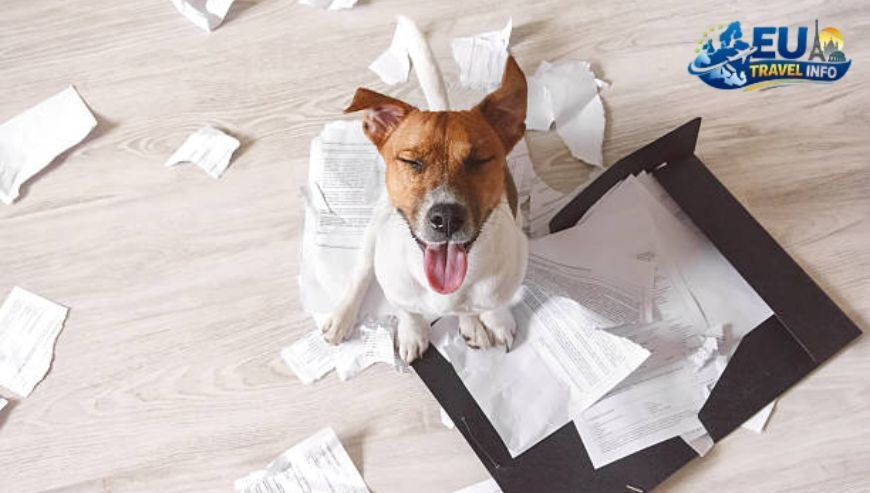 First things first The paperwork dog (1)