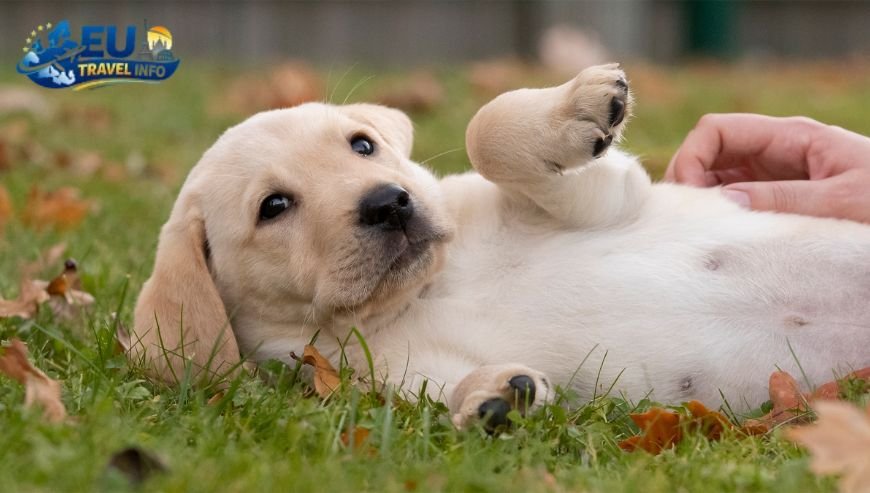 First things first The rules for entry dog