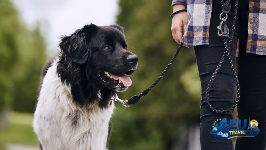 First things first The rules of the road dog