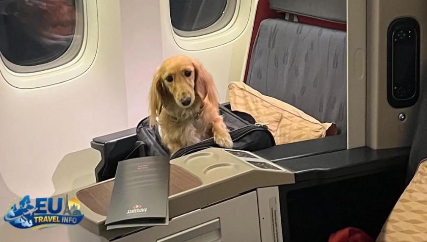 Flying to the Black Sea The Aeroflot Experience dog