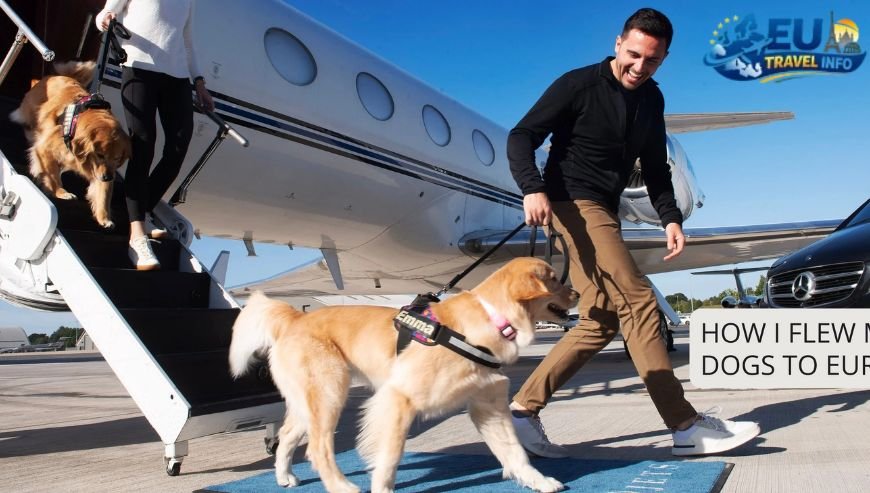 Flying with Your Pet My Experience with Croatia Airlines