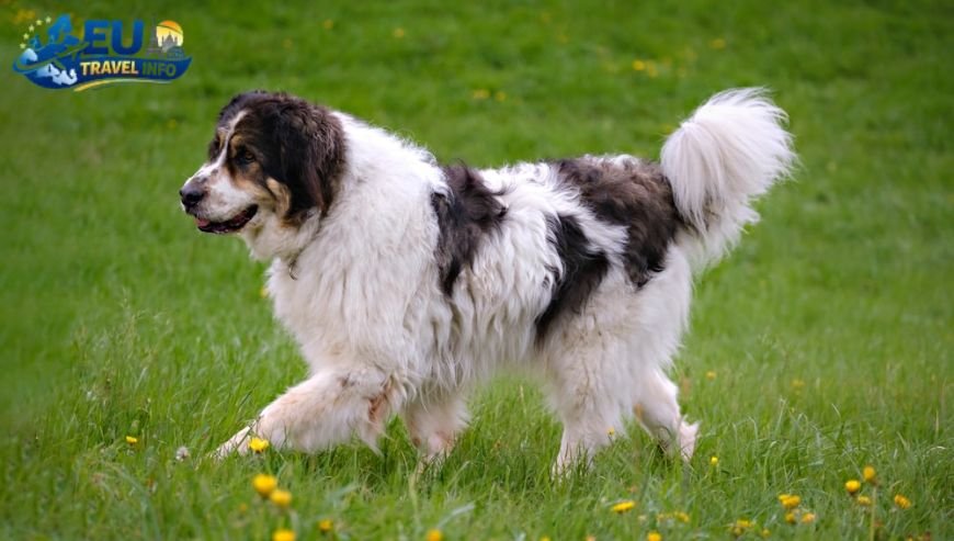 Food House Mostar dog