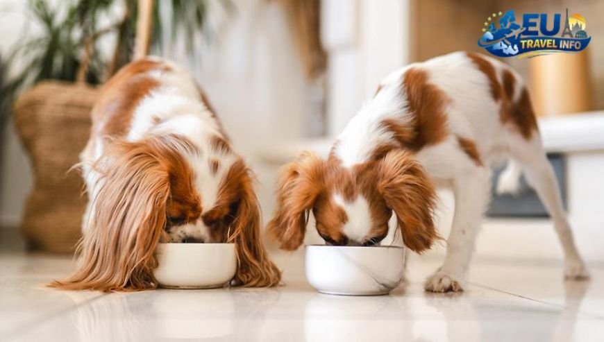 Food and Coffee Culture dog