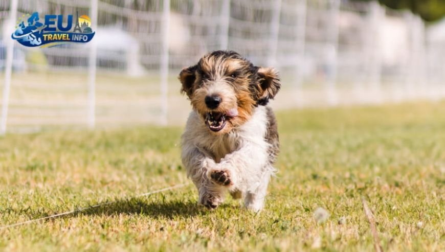 France A Cultural Haven for Pups