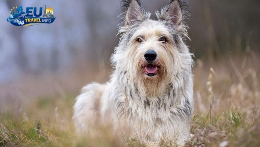 France The Land of Chic Companions dog