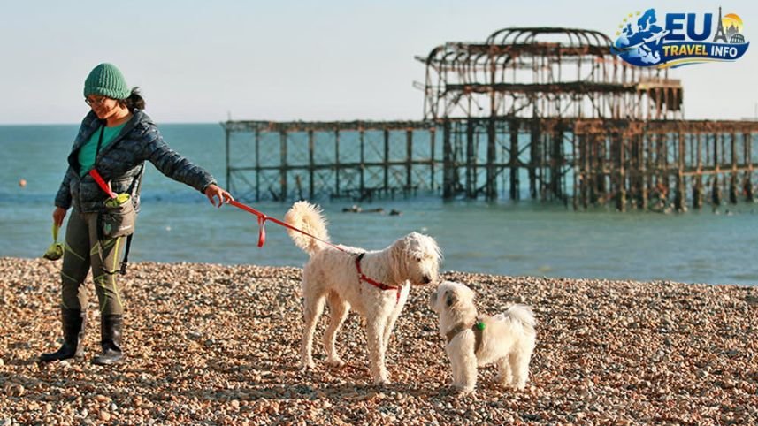 Fun at the Brighton Beach UK dog