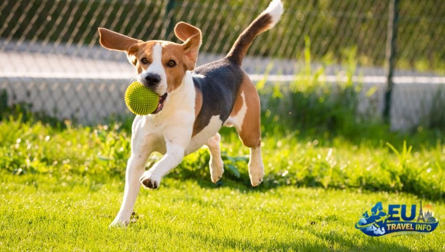 Gardens and Parks for Your Dog