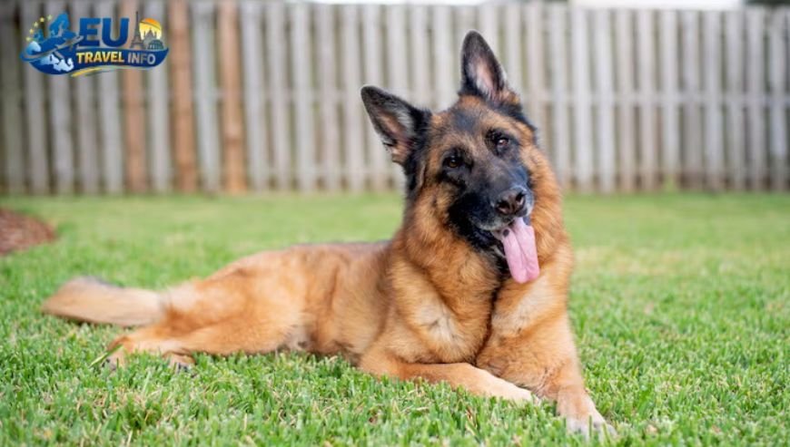 German Numbers and Facts dog