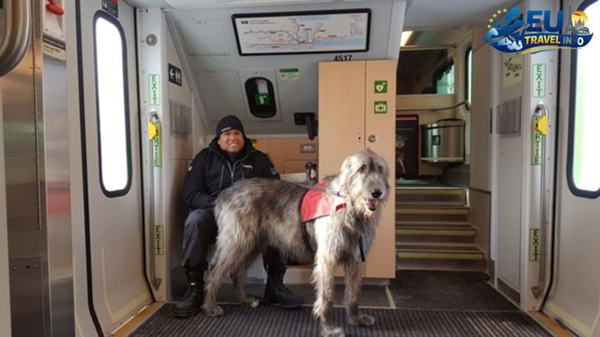 Getting Around Paws on Public Transport