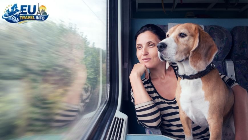 Getting Around Public Transport and Road Trips dog