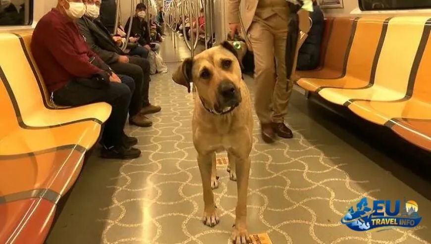Getting Around The Magic of Public Transport dog