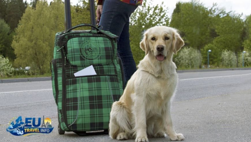 Getting Around Visit Stockholm with Dog