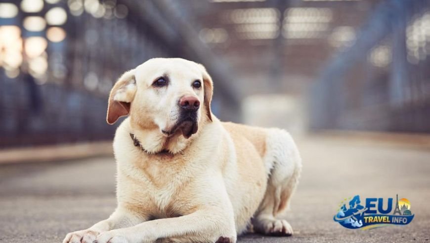 Getting Around the City dog (1)