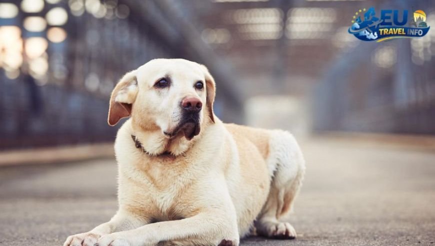 Getting Around the City dog