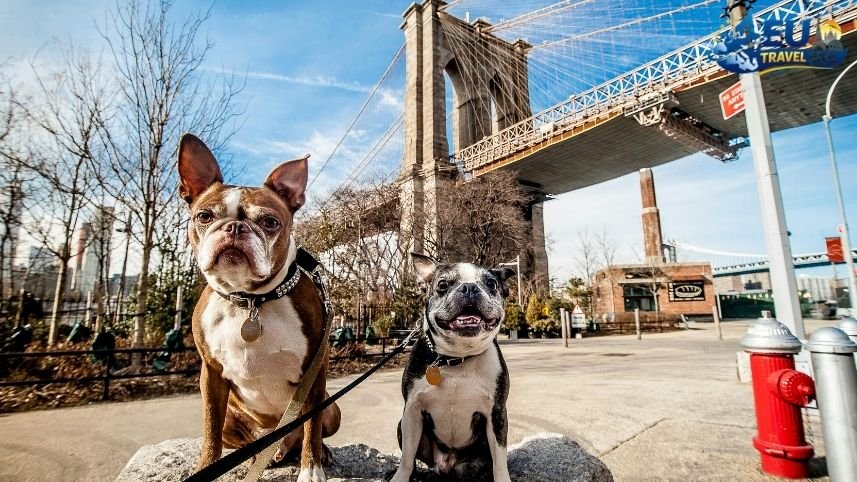 Getting Around the City dog