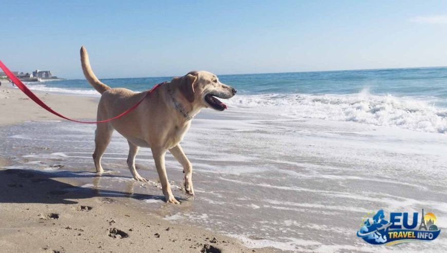 Getting Around with Your Pet