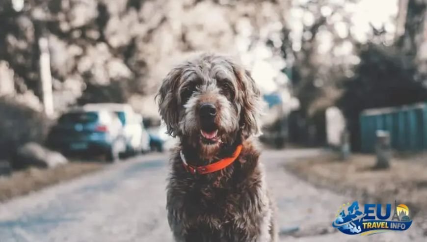 Getting Into Luxembourg with Your Dog