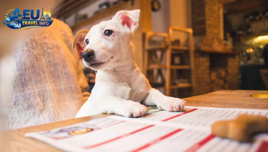 Getting Ready The Paperwork and Health Rules dog